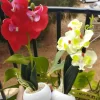 Artificial Mini- Orchid Plant